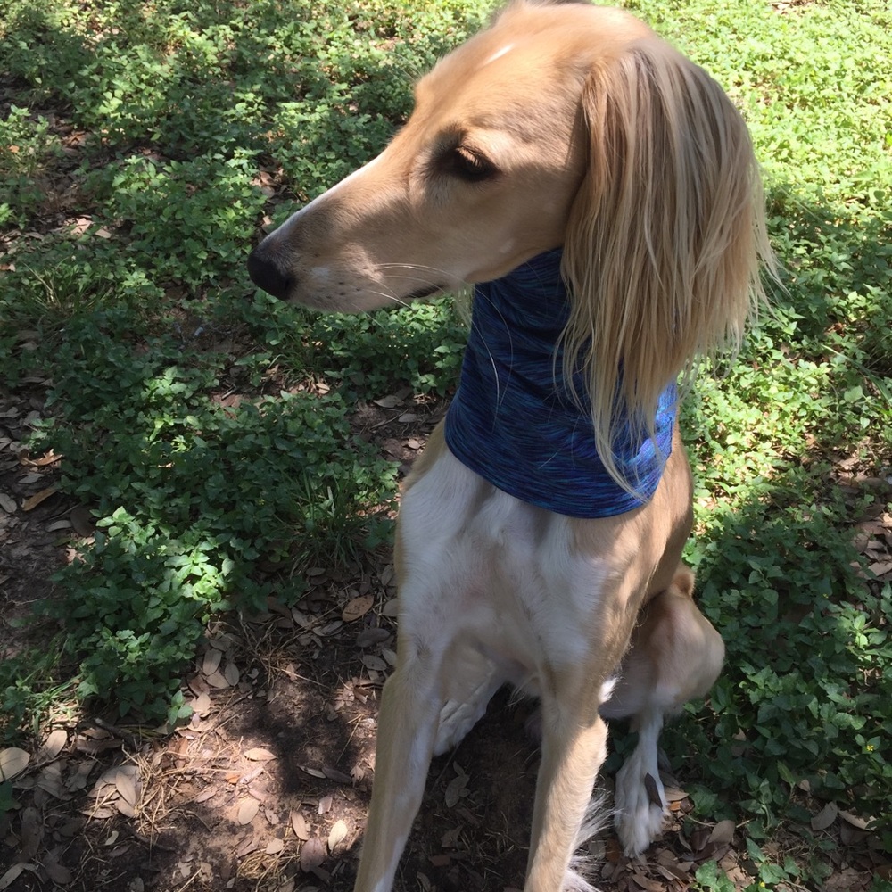 Peacock blue space dye dog snood